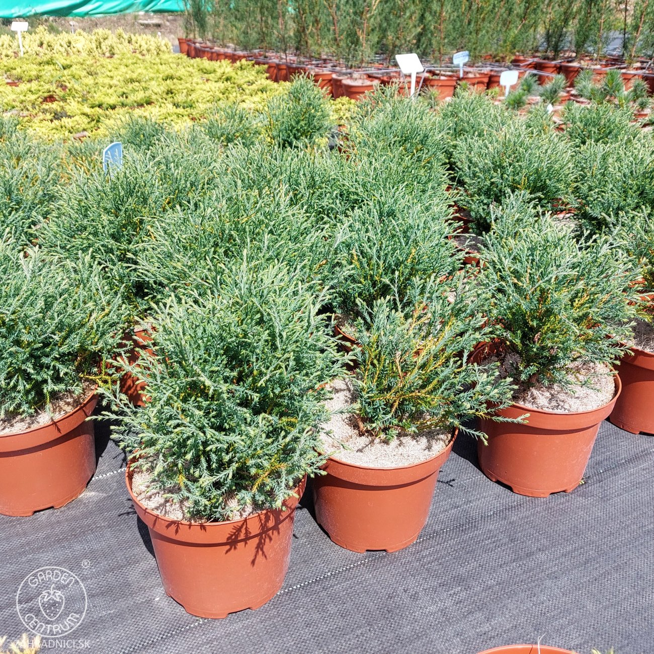 Obrázok Tuja západná (Thuja occidentalis) ´MR . BOWLING BALL´ - výška 25-30 cm, kont. C3L